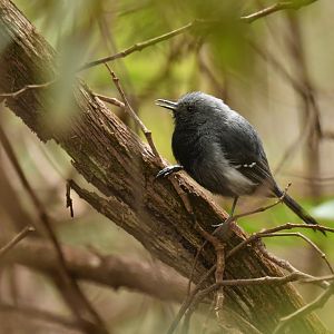 Narrow-billed Antwren Formicivora iheringi