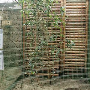Second small Australian aviary, 2024-05-22