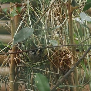 Plum-headed finch nest, 2024-05-22