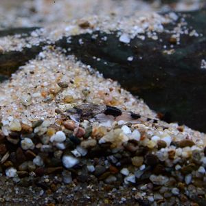 Venezuelan dwarf banjo catfish (Hoplomyzon sexpapilostoma)
