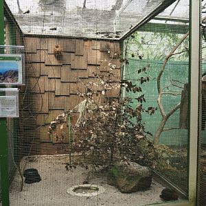 Island canary aviary, 2024-05-23
