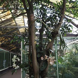 African river aviary, walkway and tree with orchids in the Paradies-Halle, 2024-05-23