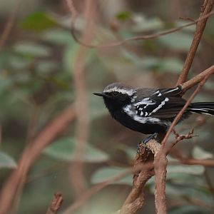 Black-bellied Antwren Formicivora melanogaster