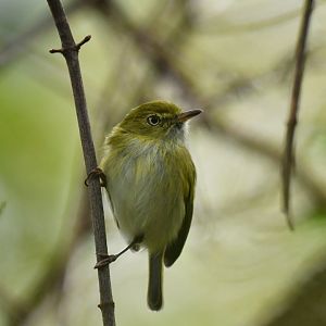 Hangnest Tody-Tyrant Hemitriccus nidipendulus