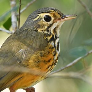 White-browed Antpitta Hylopezus ochroleucus