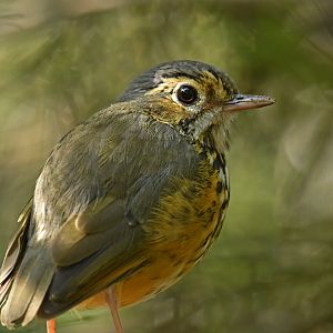 White-browed Antpitta Hylopezus ochroleucus