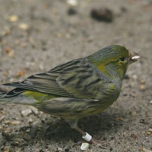 Island canary (Serinus canaria), 2024-05-23