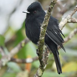 Caatinga Black-Tyrant Knipolegus franciscanus