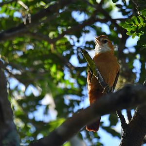 Great Xenops Megaxenops parnaguae
