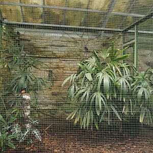 Borneo aviary, 2024-05-22