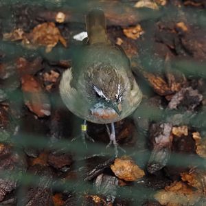 Siberian rubythroat (Calliope calliope), 2024-05-22