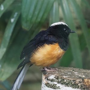 White-crowned Shama (Copsychus stricklandii), 2024-05-22