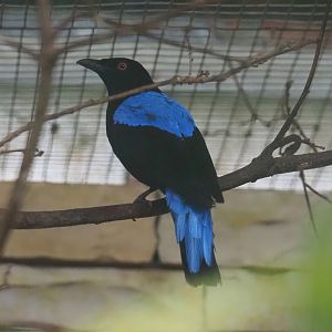 Asian fairy-bluebird (Irena puella), 2024-05-22