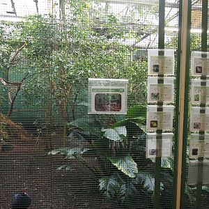 Sumatra aviary, 2024-05-22
