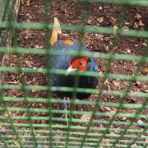 Malayan crestless fireback (Lophura erythrophthalma), 2024-05-22