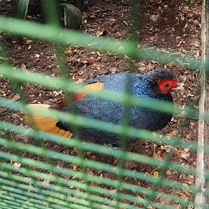 Malayan crestless fireback (Lophura erythrophthalma), 2024-05-22