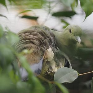 Pink-necked green-pigeon (Treron vernans), 2024-05-22