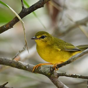 Flavescent Warbler Myiothlypis flaveola