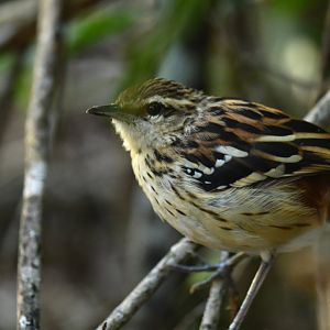 Stripe-backed Antbird Myrmorchilus strigilatus