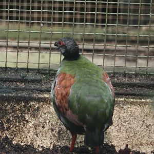 Crested wood partridge (Rollulus rouloul), 2024-05-23