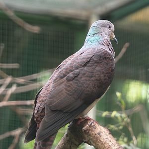 Barred cuckoo-dove (Macropygia unchall), 2024-05-23