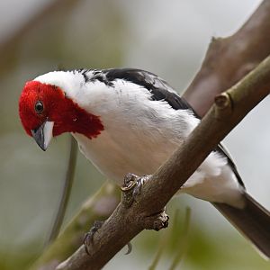 Red-cowled Cardinal Paroaria dominicana