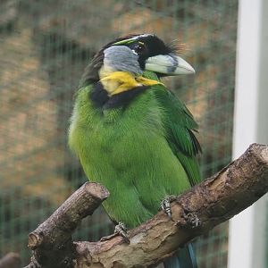 Fire-tufted barbet (Psilopogon pyrolophus), 2024-05-22