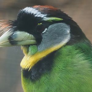 Fire-tufted barbet (Psilopogon pyrolophus), 2024-05-22
