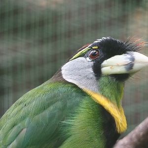 Fire-tufted barbet (Psilopogon pyrolophus), 2024-05-23