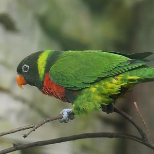 Mitchell's lorikeet (Trichoglossus forsteni mitchellii), 2024-05-22