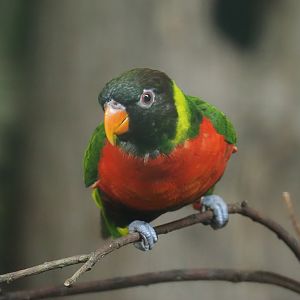 Mitchell's lorikeet (Trichoglossus forsteni mitchellii), 2024-05-22