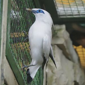 Bali myna (Leucopsar rothschildi), 2024-05-22