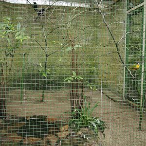 African savanna aviary - Piapiac, Grey-headed bushshrike and Crowned lapwing, 2024-05-22