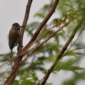 Spotted Piculet Picumnus pygmaeus