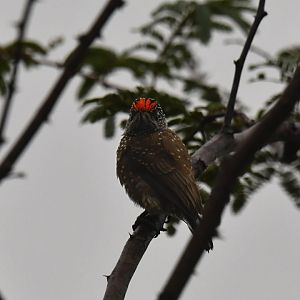 Spotted Piculet Picumnus pygmaeus