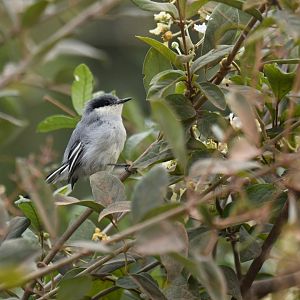 Tropical Gnatcatcher Polioptila plumbea
