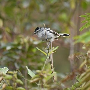 Caatinga Antwren Radinopsyche sellowi