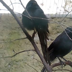 Piapiac (Ptilostomus afer), 2024-05-22