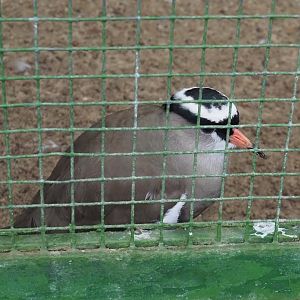 Crowned lapwing (Vanellus coronatus), 2024-05-22