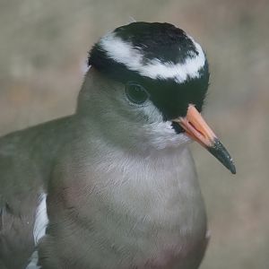 Crowned lapwing (Vanellus coronatus), 2024-05-22