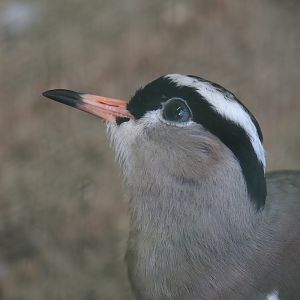 Crowned lapwing (Vanellus coronatus), 2024-05-23
