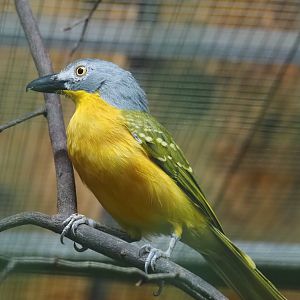 Grey-headed bushshrike (Malaconotus blanchoti), 2024-05-22