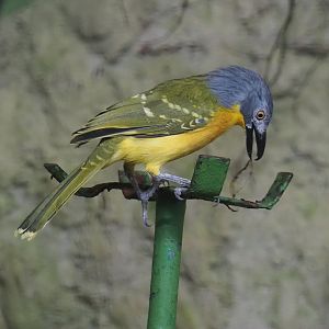 Grey-headed bushshrike (Malaconotus blanchoti), 2024-05-22