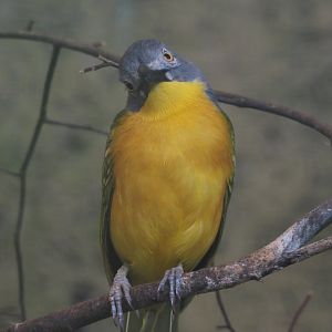 Grey-headed bushshrike (Malaconotus blanchoti), 2024-05-23