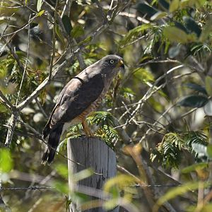 Roadside Hawk Rupornis magnirostris