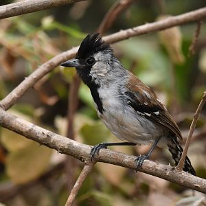 Silvery-cheeked Antshrike Sakesphoroides cristatus
