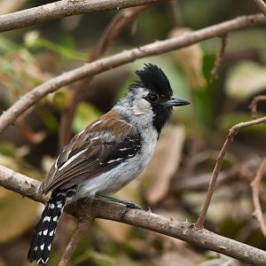 Silvery-cheeked Antshrike Sakesphoroides cristatus