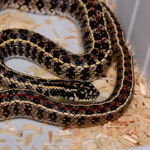 Gunther's striped snake (Lygophis anomalus)