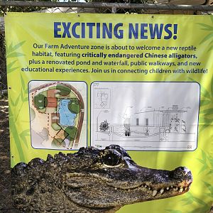 Upcoming Chinese Alligator exhibit