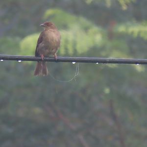 Red-eyed bulbul (Pycnonotus brunneus)